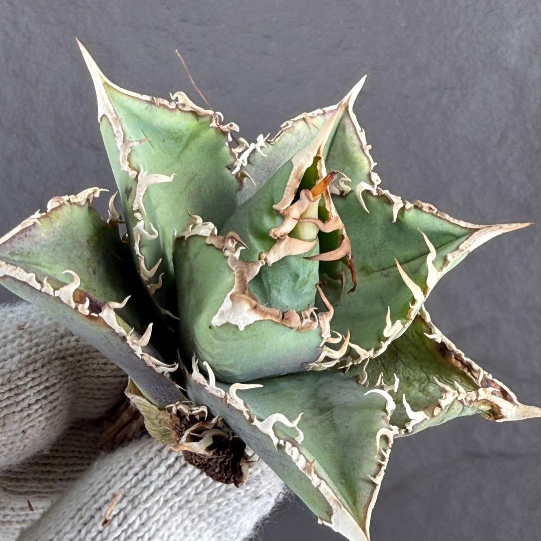 s*y様 【アガベ チタノタ“OC台湾巨歯鯊・メガロドン”】品種保証/写真株出品