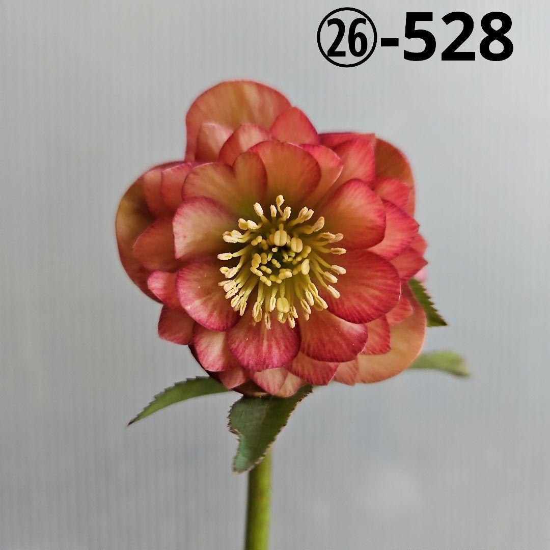 ㉖-528クリスマスローズ