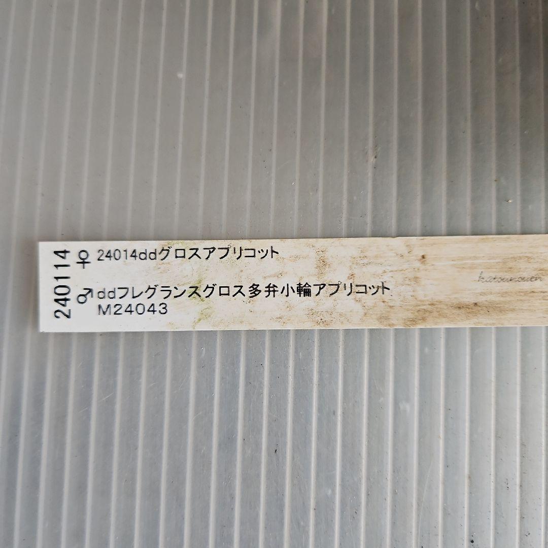 ㉖-528クリスマスローズ
