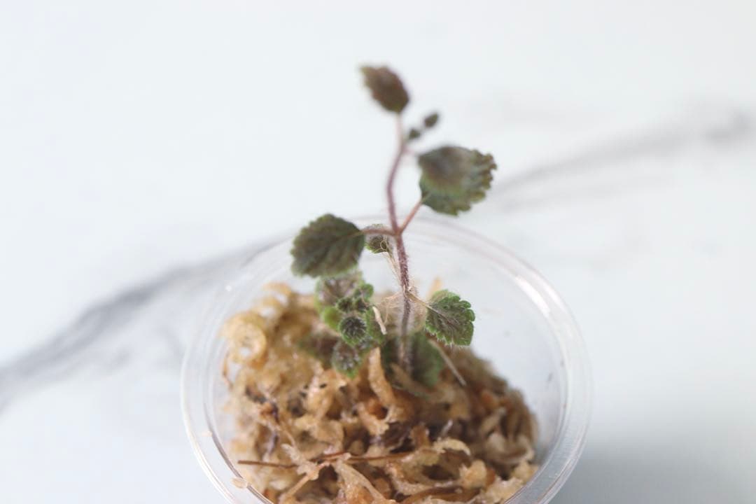 ディアステマDiastema cf. fimbriatoloba