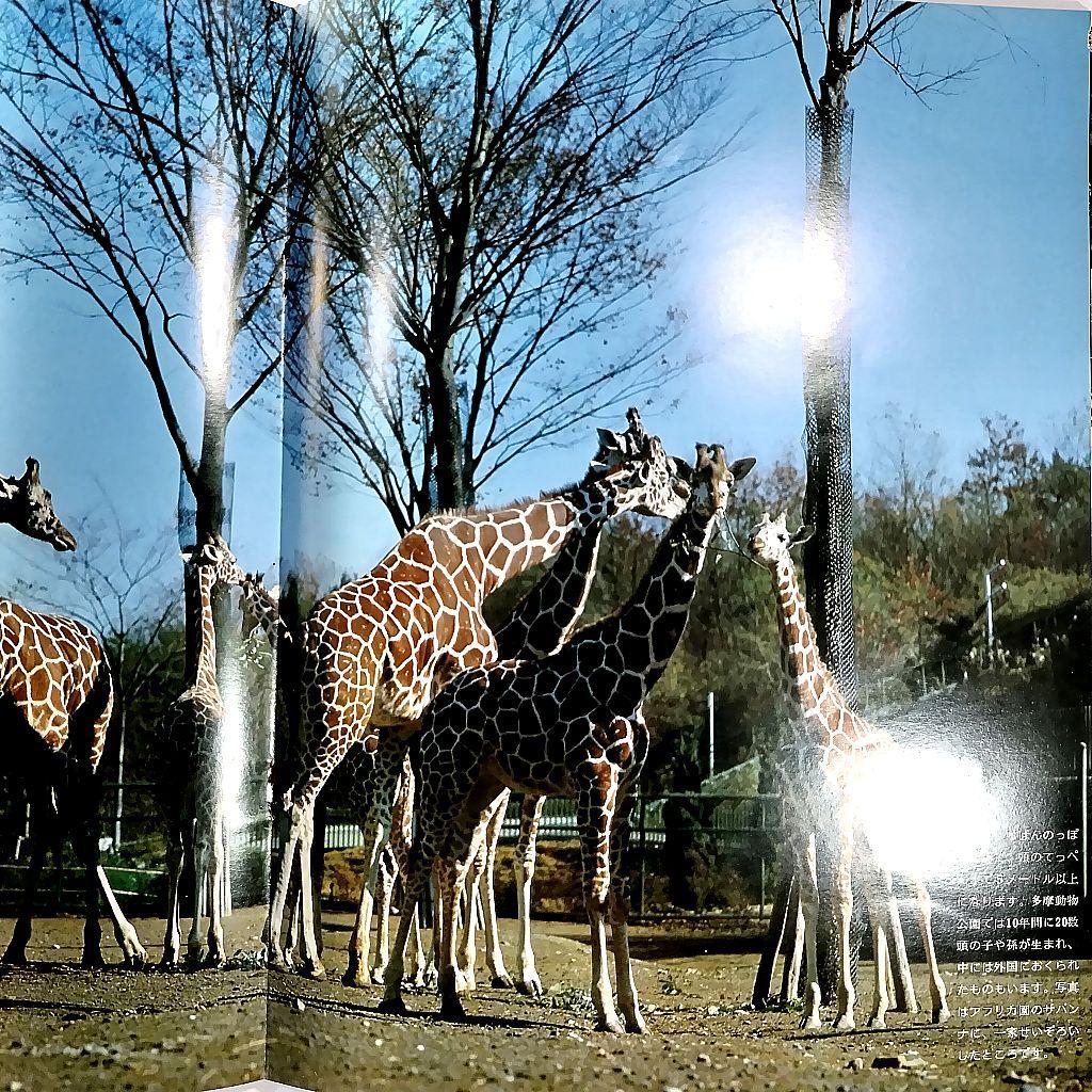 多摩動物公園 パンフレット