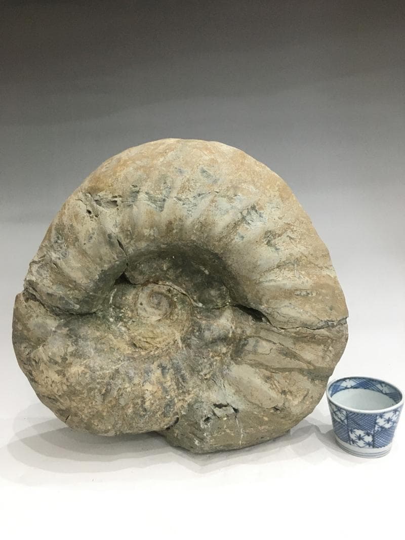 特大アンモナイト化石 約34cm 18.5kg モロッコ産 大型標本
