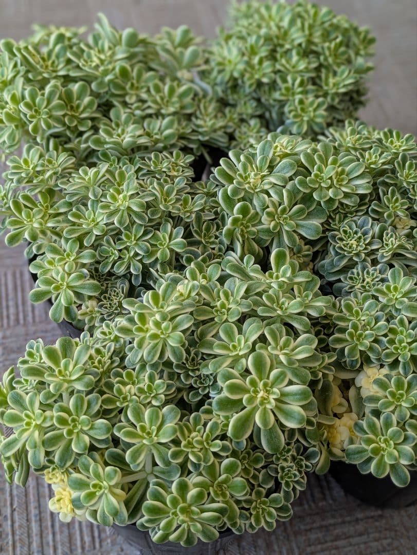 斑入り葉セダム　6ポットまとめ　ポットのまま発送　セダム　多肉植物　浜万年草錦