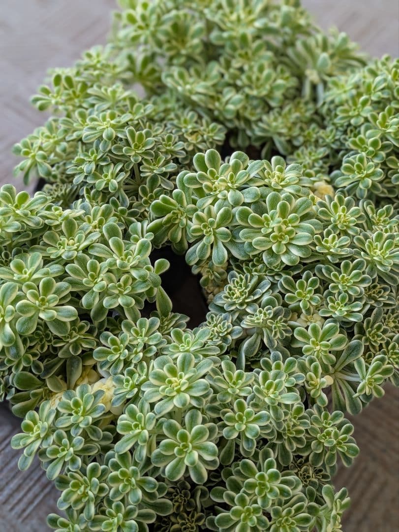 斑入り葉セダム　6ポットまとめ　ポットのまま発送　セダム　多肉植物　浜万年草錦
