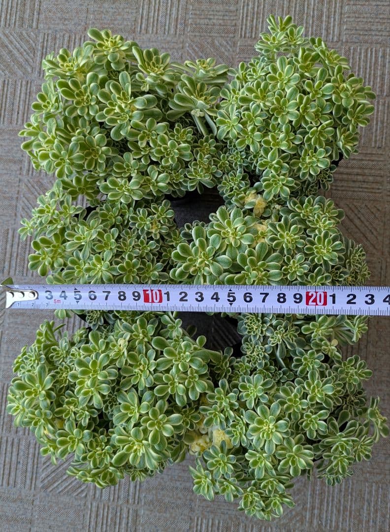 斑入り葉セダム　6ポットまとめ　ポットのまま発送　セダム　多肉植物　浜万年草錦