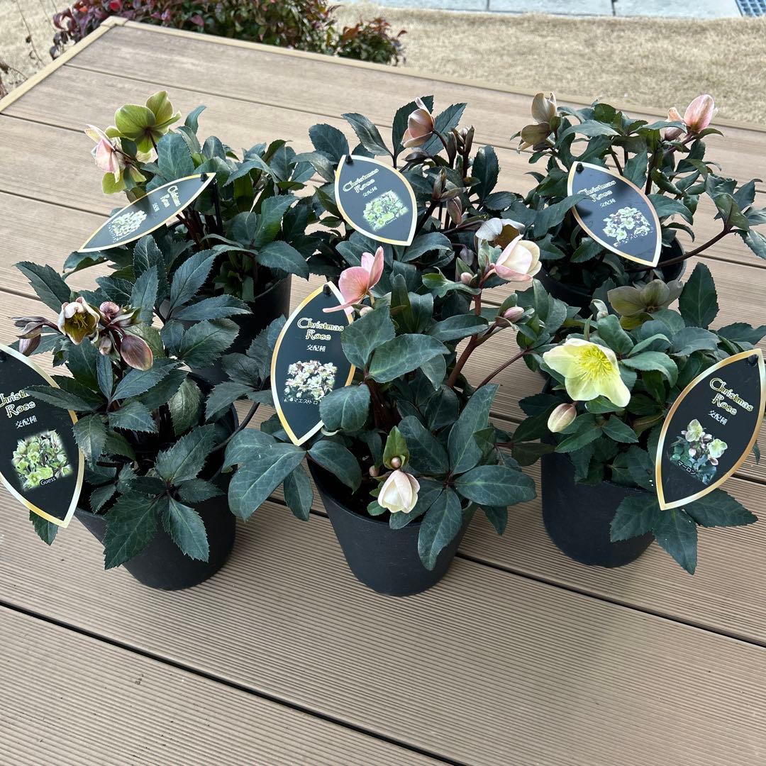 クリスマスローズ苗　クリスマスローズ　交配種　5鉢　の価格5号鉢