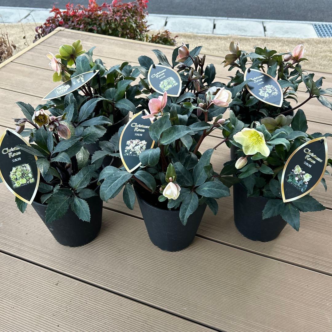 クリスマスローズ苗　クリスマスローズ　交配種　5鉢　の価格5号鉢