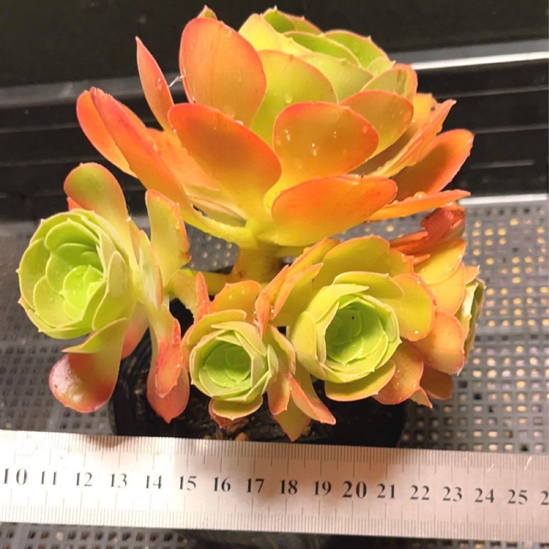 86#多肉植物アエオニウム❤️ サラダボール❤️1大頭4小頭14cm拔き苗