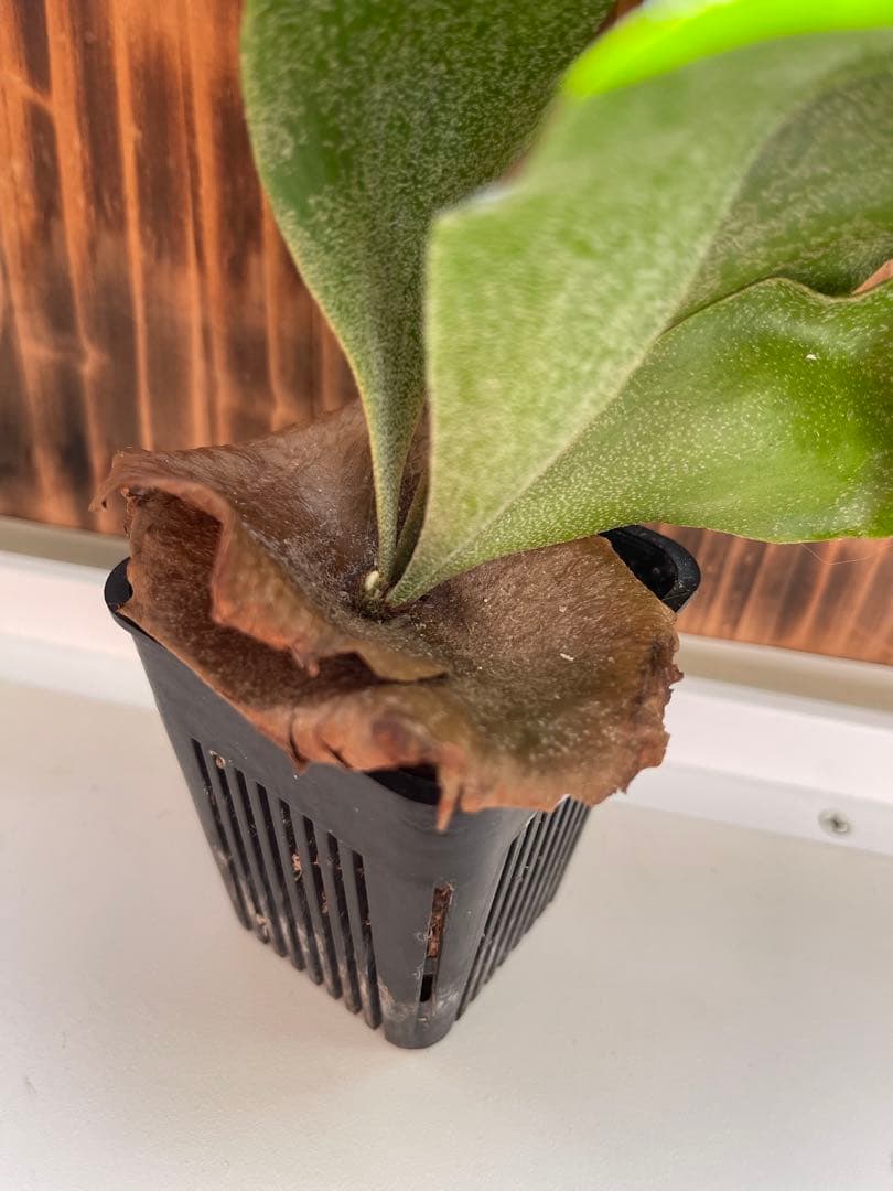 ビカクシダ大きめ5株セットＧ