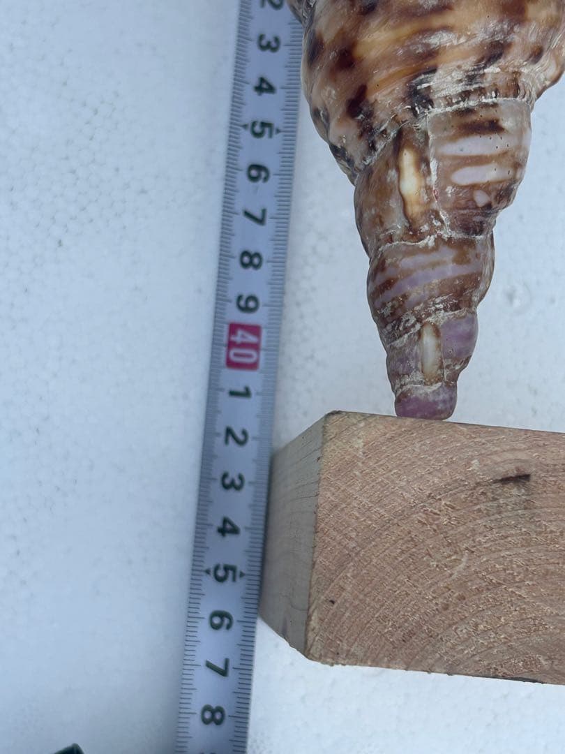 法螺貝　特大　直線　42.1cm 1320g 蓋付