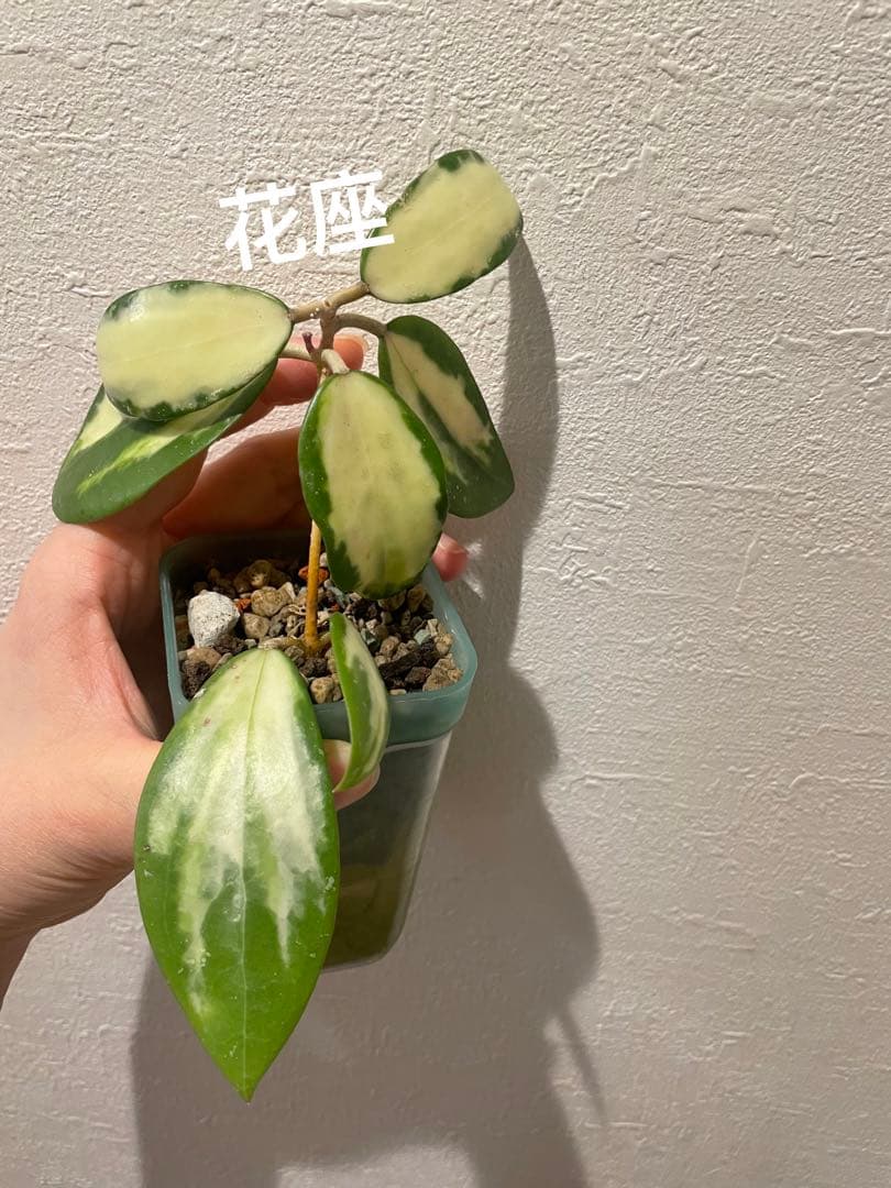 セール　花座つき　珍種　ホヤ　パラティシカ 内斑入り　サクララン