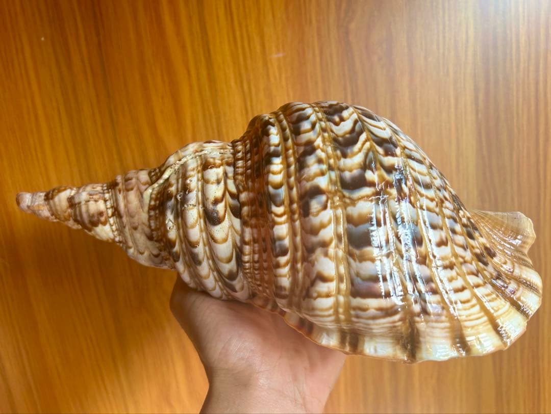 法螺貝　29cm 714g とても厚みがあり、ずっしりと重い貝殻です。