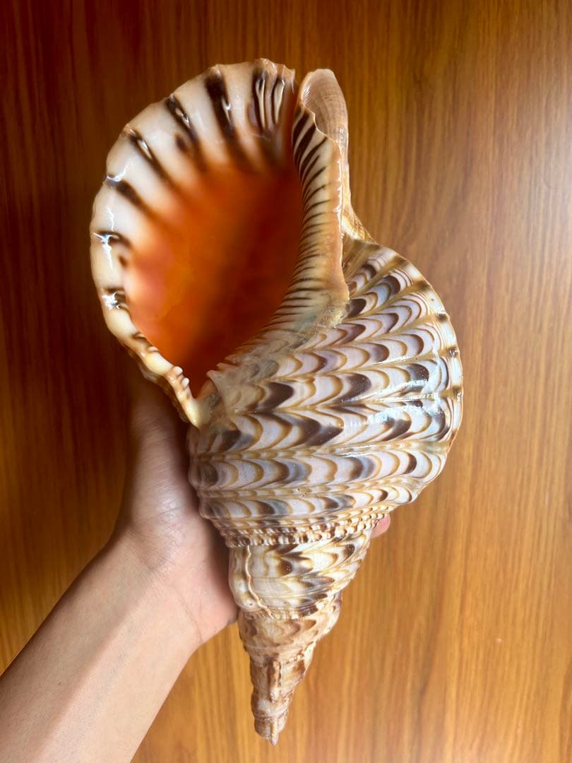 法螺貝　29cm 714g とても厚みがあり、ずっしりと重い貝殻です。