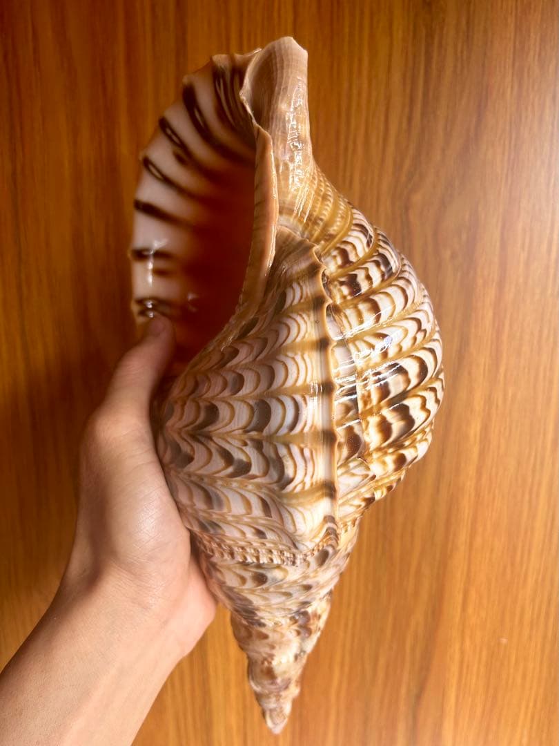 法螺貝　29cm 714g とても厚みがあり、ずっしりと重い貝殻です。