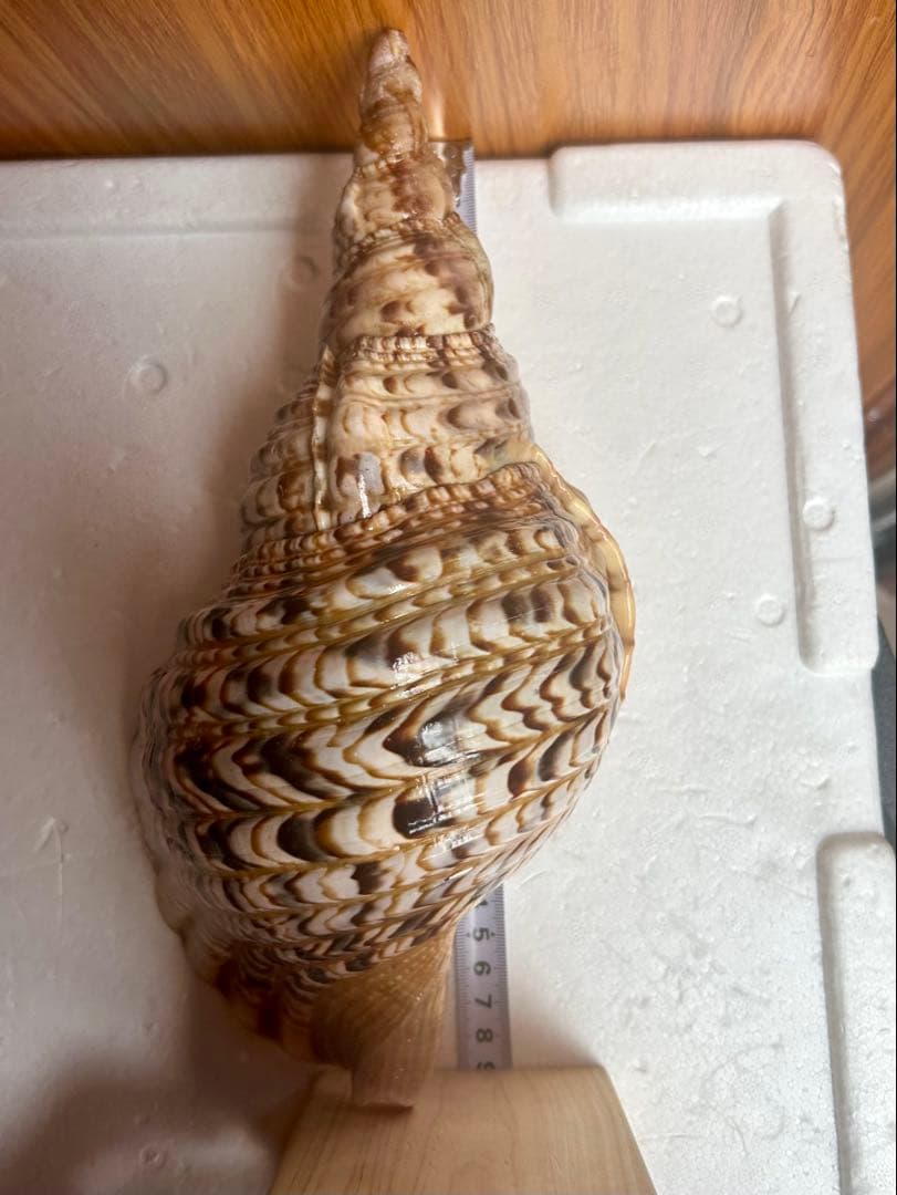 法螺貝　29cm 714g とても厚みがあり、ずっしりと重い貝殻です。