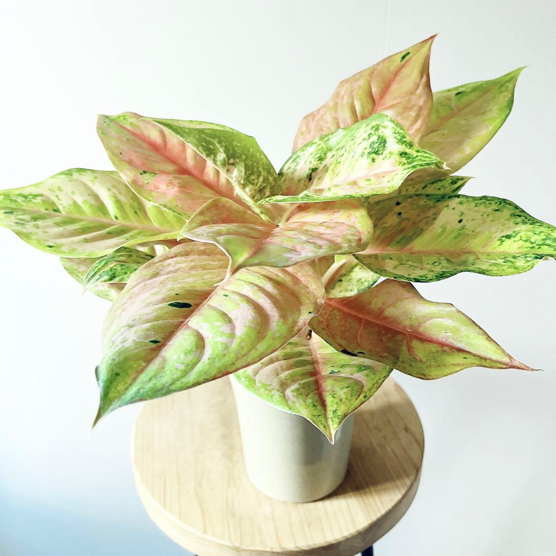 【希少】アグラオネマ プラカイペットレッド 観葉植物 室内