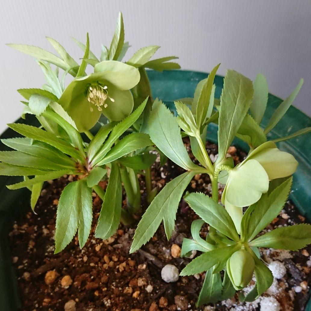 クリスマスローズ　原種系　蕾付株