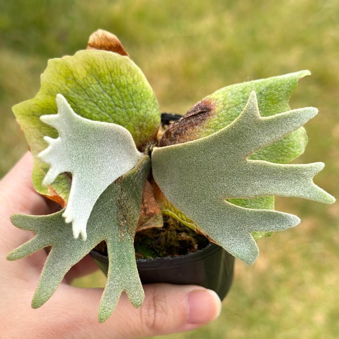 P. willinckii ’Jenny’ TC 3402