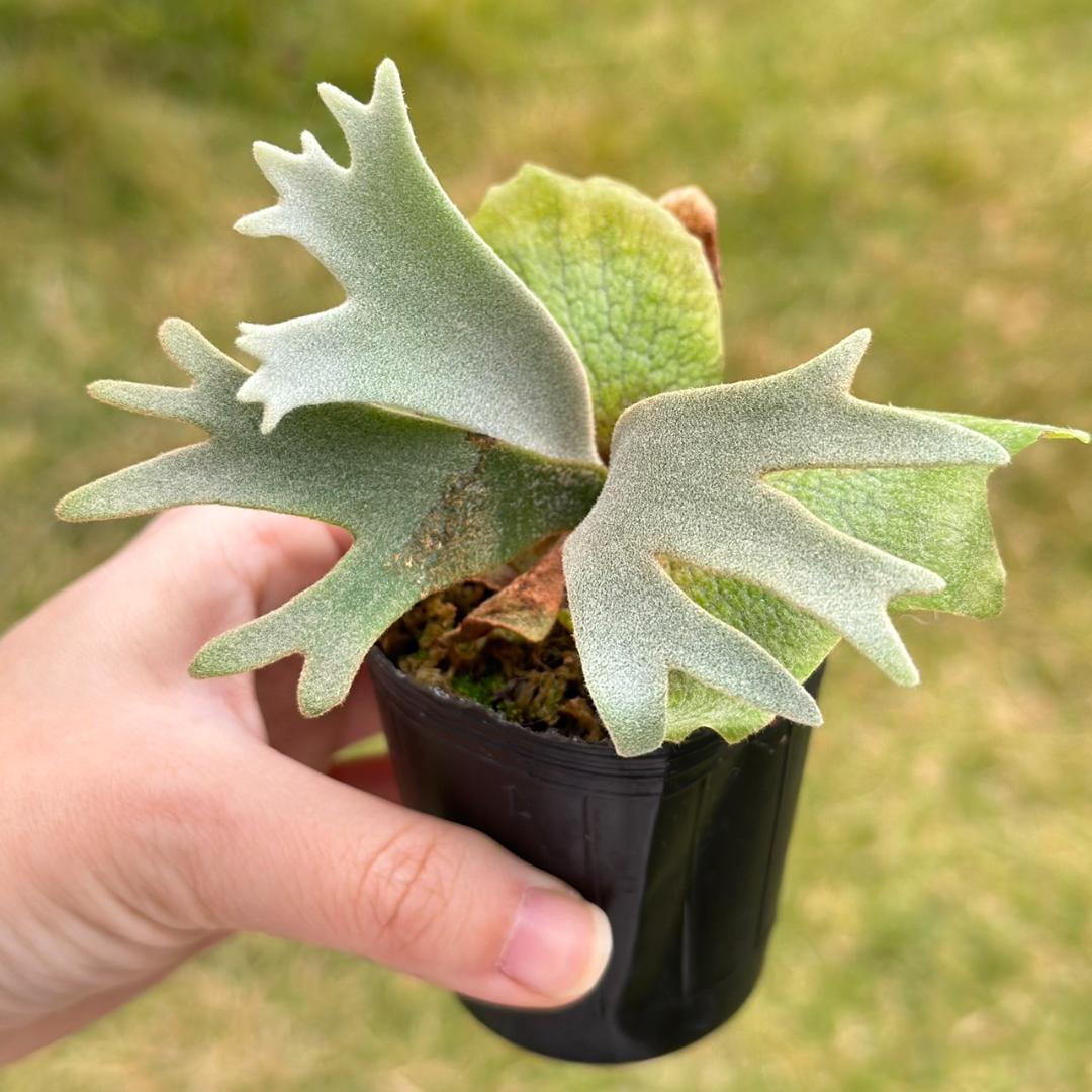 P. willinckii ’Jenny’ TC 3402