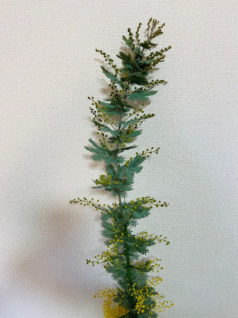 ✨【花芽付き】1m超えミモザ苗｜春すぐ開花✨希少サイズ✨　B