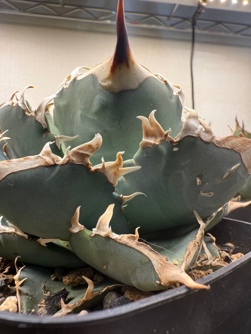 RCN-002 アガベ　チタノタ　オテロイ