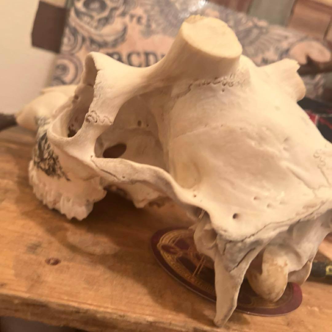 スカル　装飾　オリジナルハンドメイド　アートオブジェ　鹿骨　ヘッドスカル