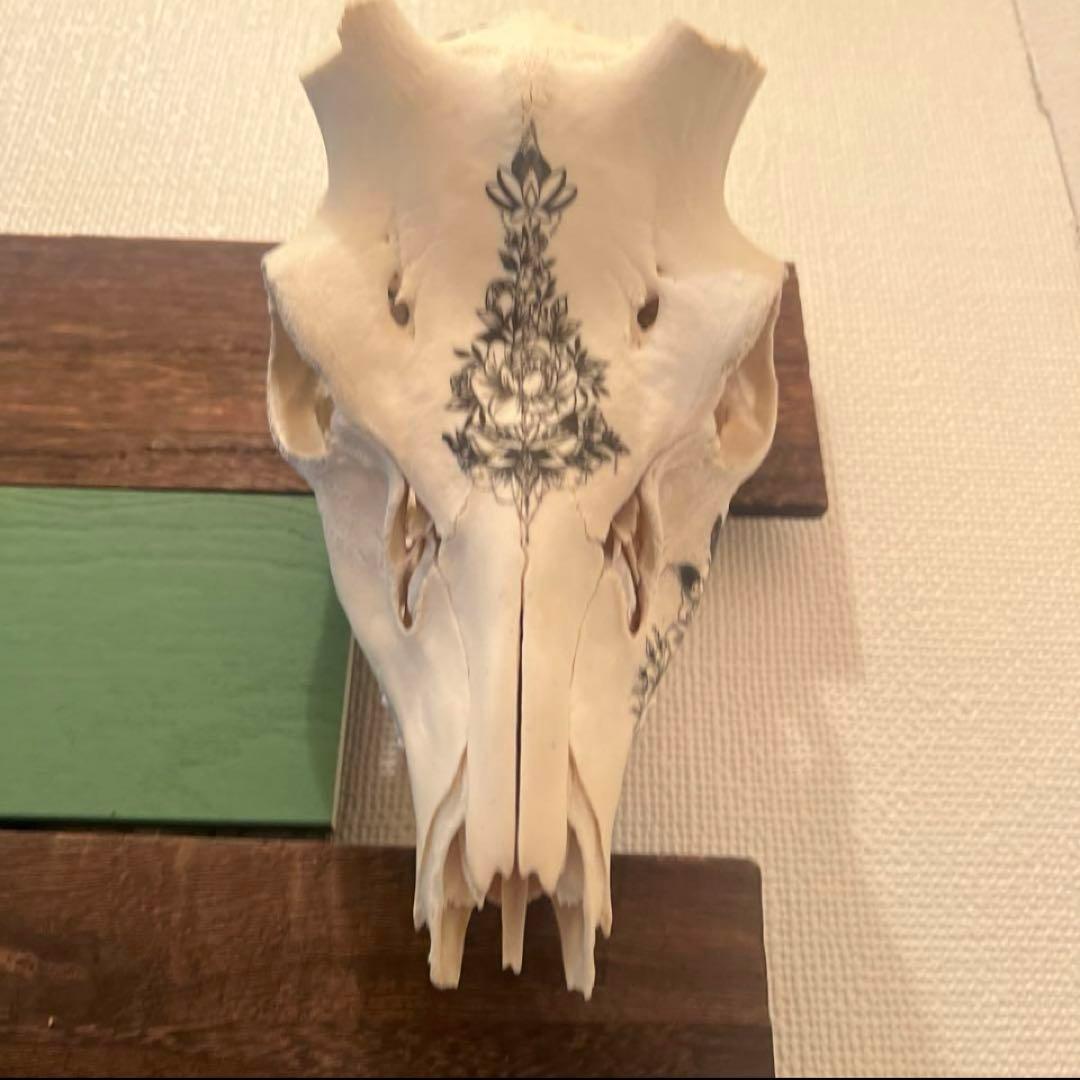 スカル　装飾　オリジナルハンドメイド　アートオブジェ　鹿骨　ヘッドスカル