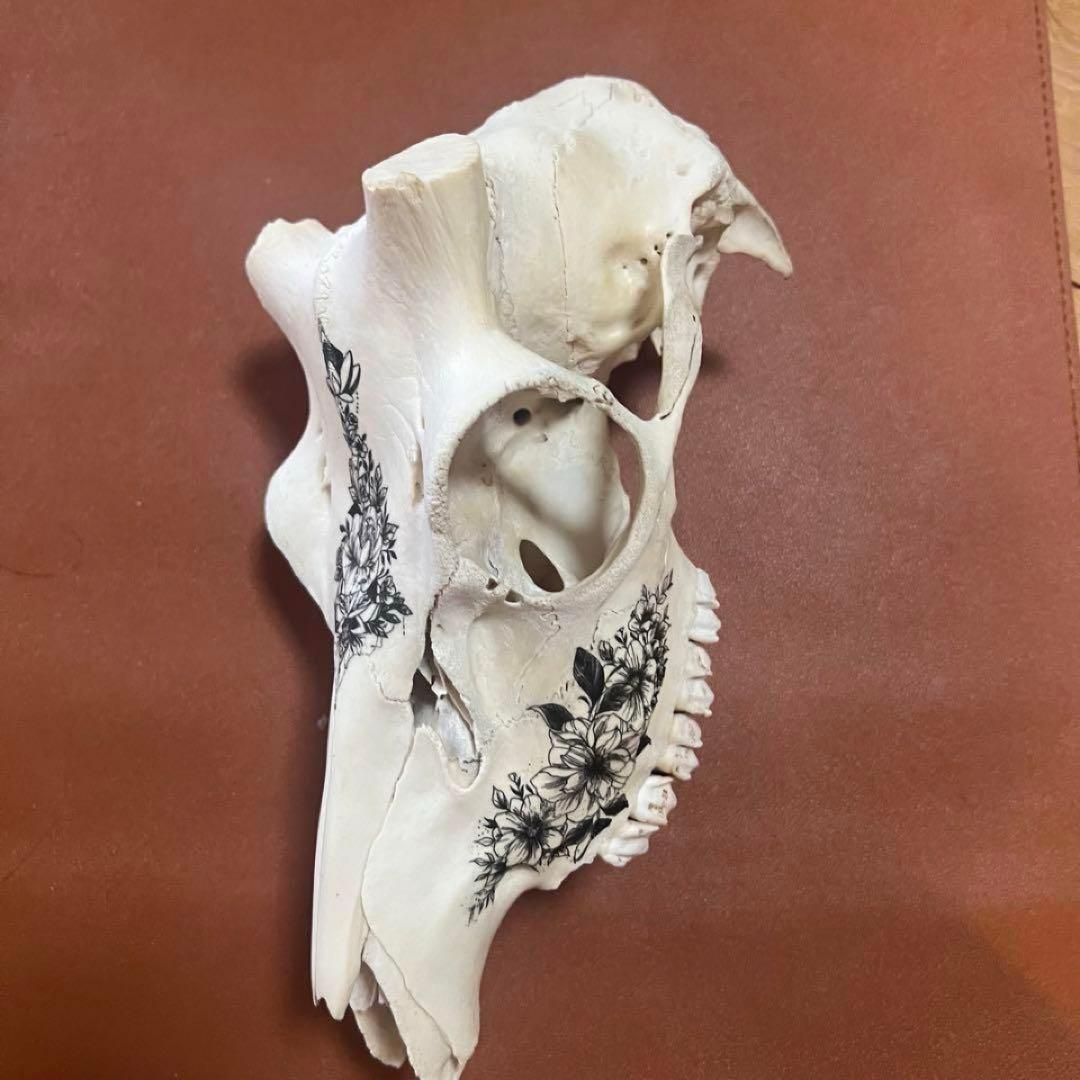 スカル　装飾　オリジナルハンドメイド　アートオブジェ　鹿骨　ヘッドスカル
