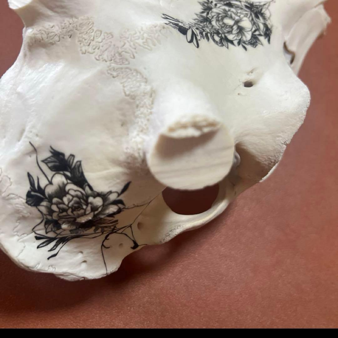 スカル　装飾　オリジナルハンドメイド　アートオブジェ　鹿骨　ヘッドスカル