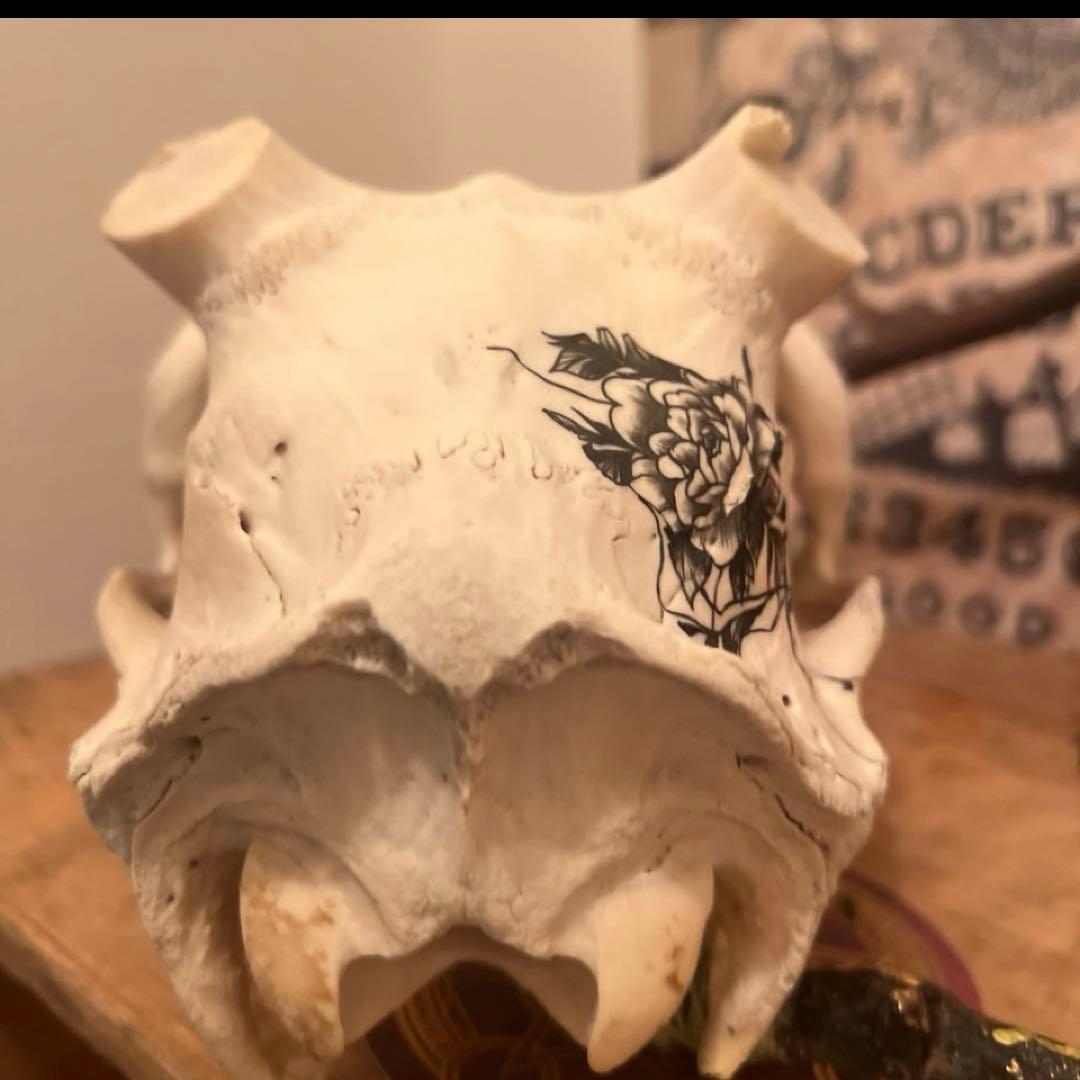 スカル　装飾　オリジナルハンドメイド　アートオブジェ　鹿骨　ヘッドスカル