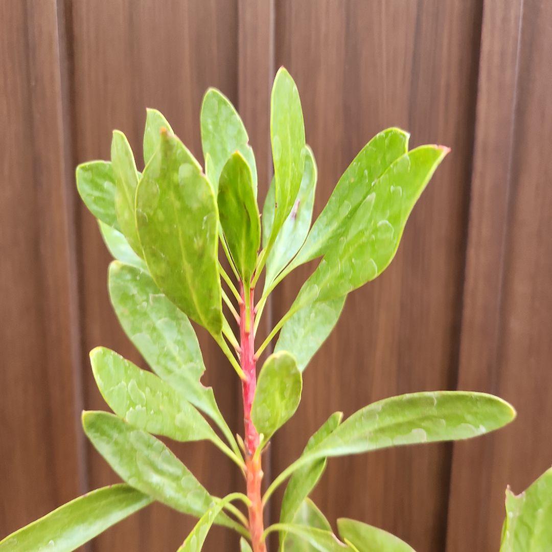 キングプロテア　シナロイデス　鉢植え⑥　苗　ドライガーデン