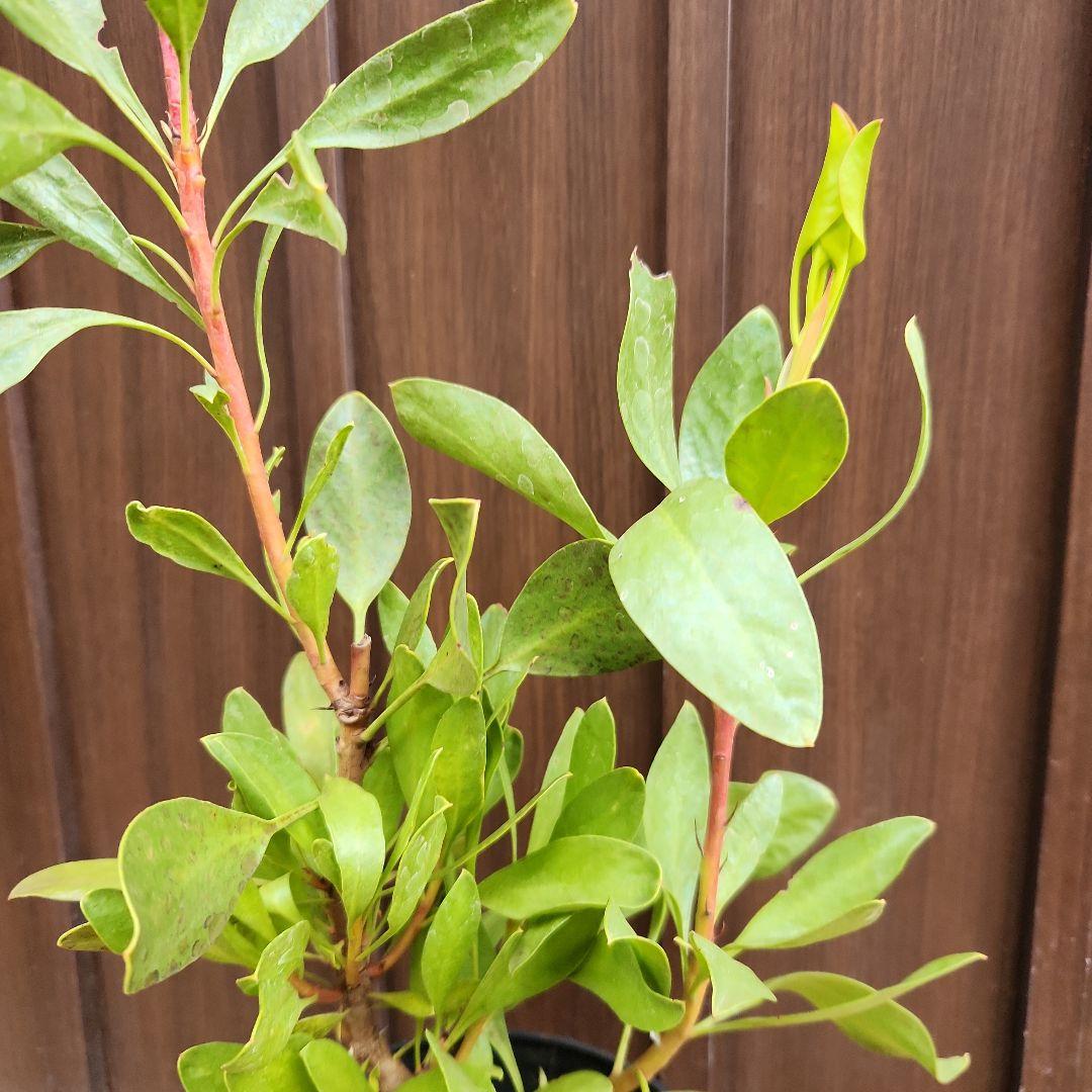 キングプロテア　シナロイデス　鉢植え⑥　苗　ドライガーデン