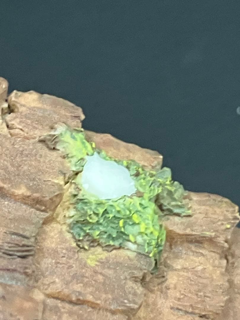 値下！くまのプーさん クラシックプー 100 Acre Wood 置き物 セット