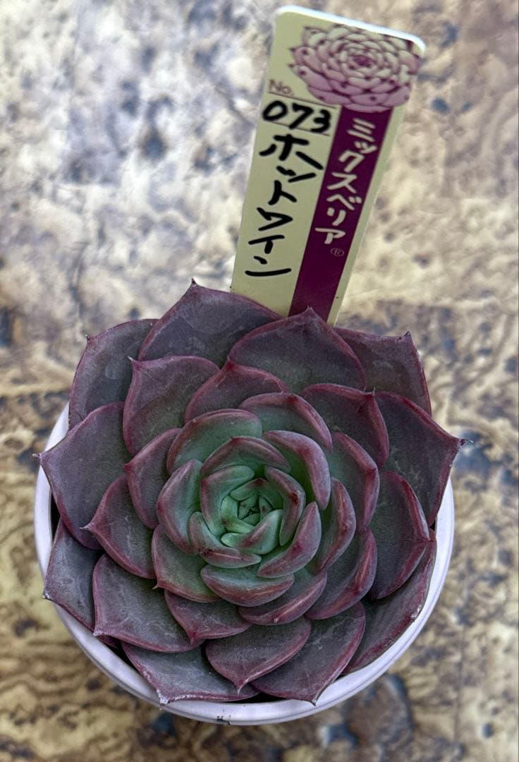 ミックスベリア　おらいさん苗　ホットワイン　札付き　割引中