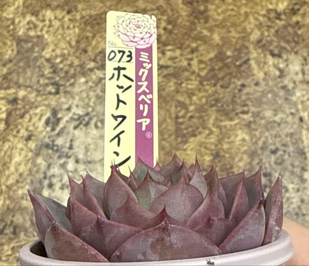 ミックスベリア　おらいさん苗　ホットワイン　札付き　割引中