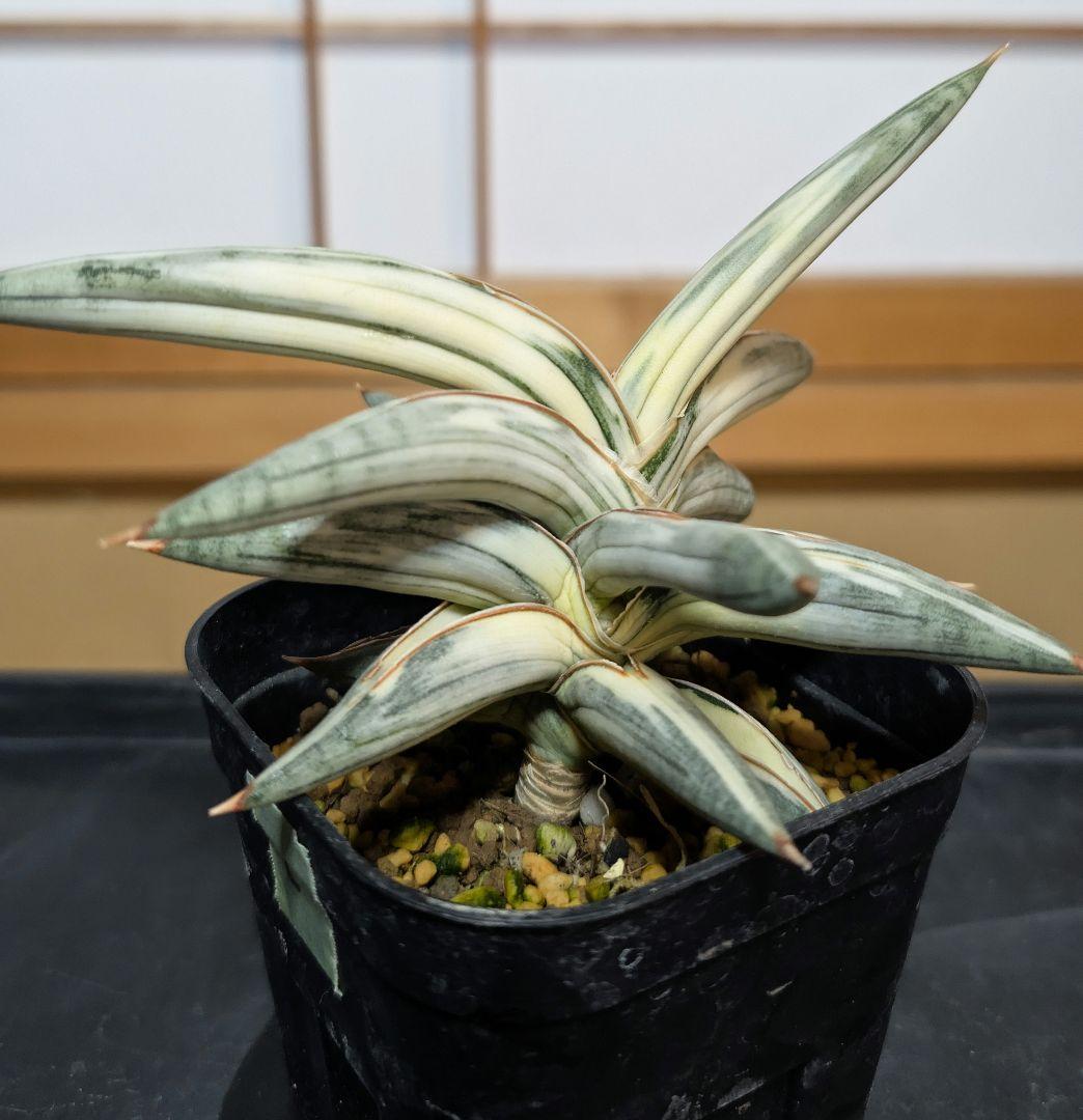 Lav.1970 'Blue Clone white Variegata'【C】