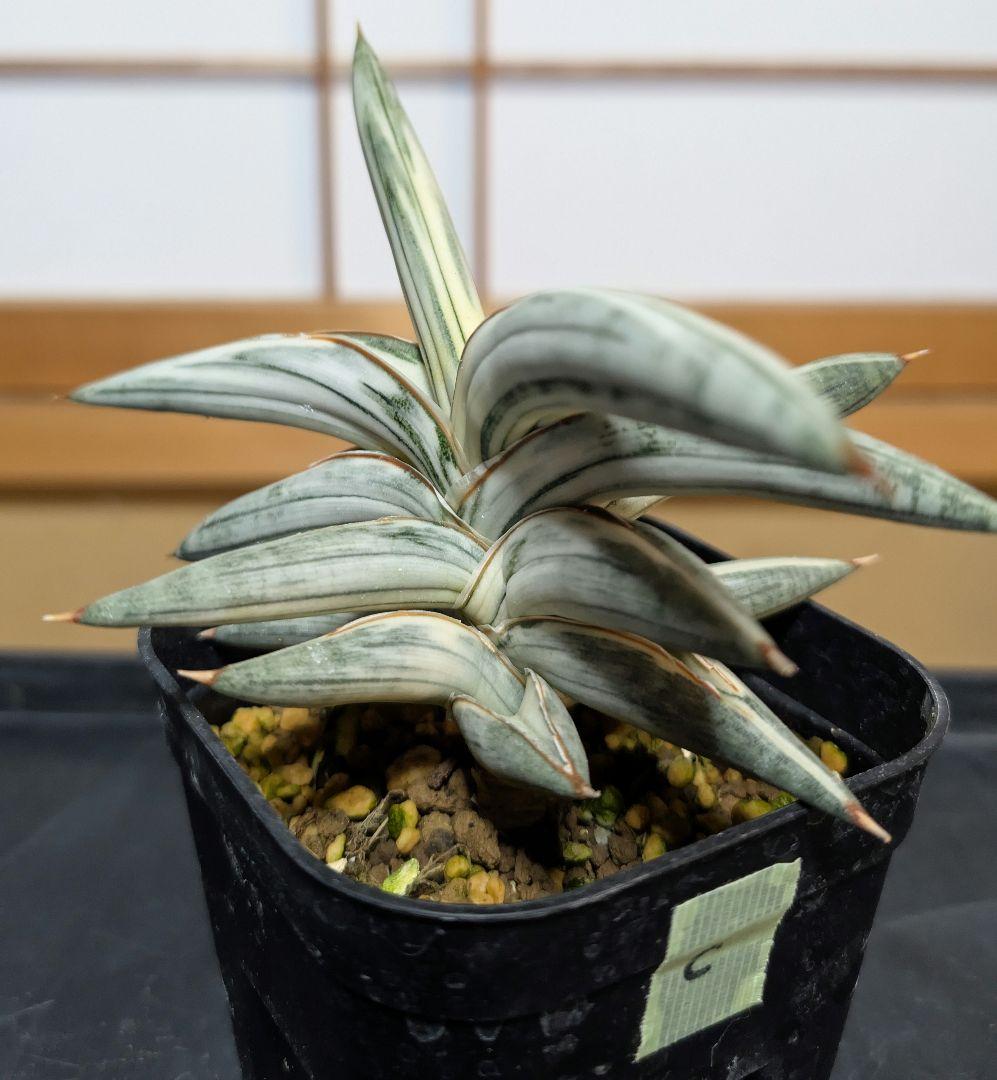 Lav.1970 'Blue Clone white Variegata'【C】