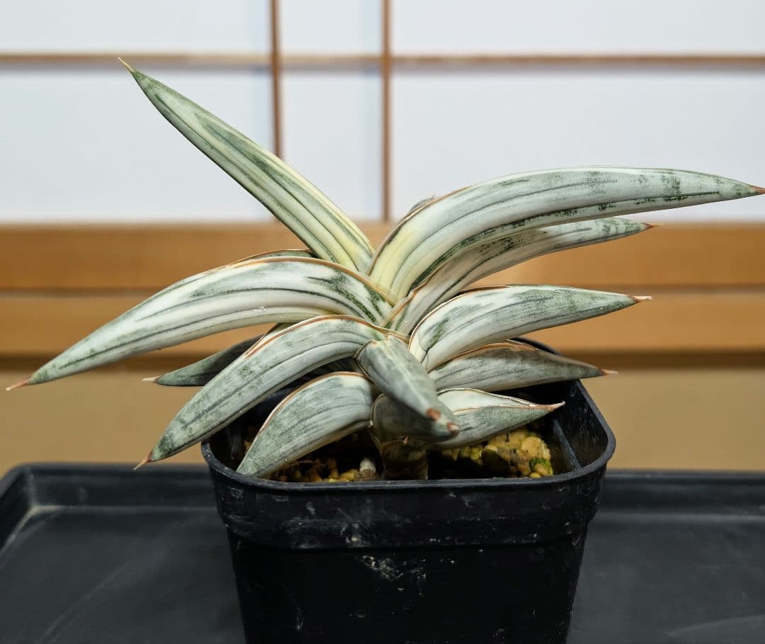 Lav.1970 'Blue Clone white Variegata'【C】