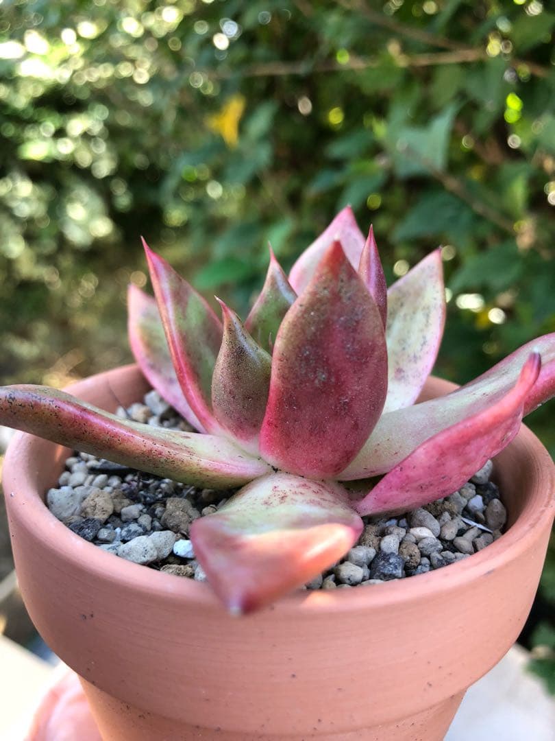 多肉植物 エボニー  抜き苗♡