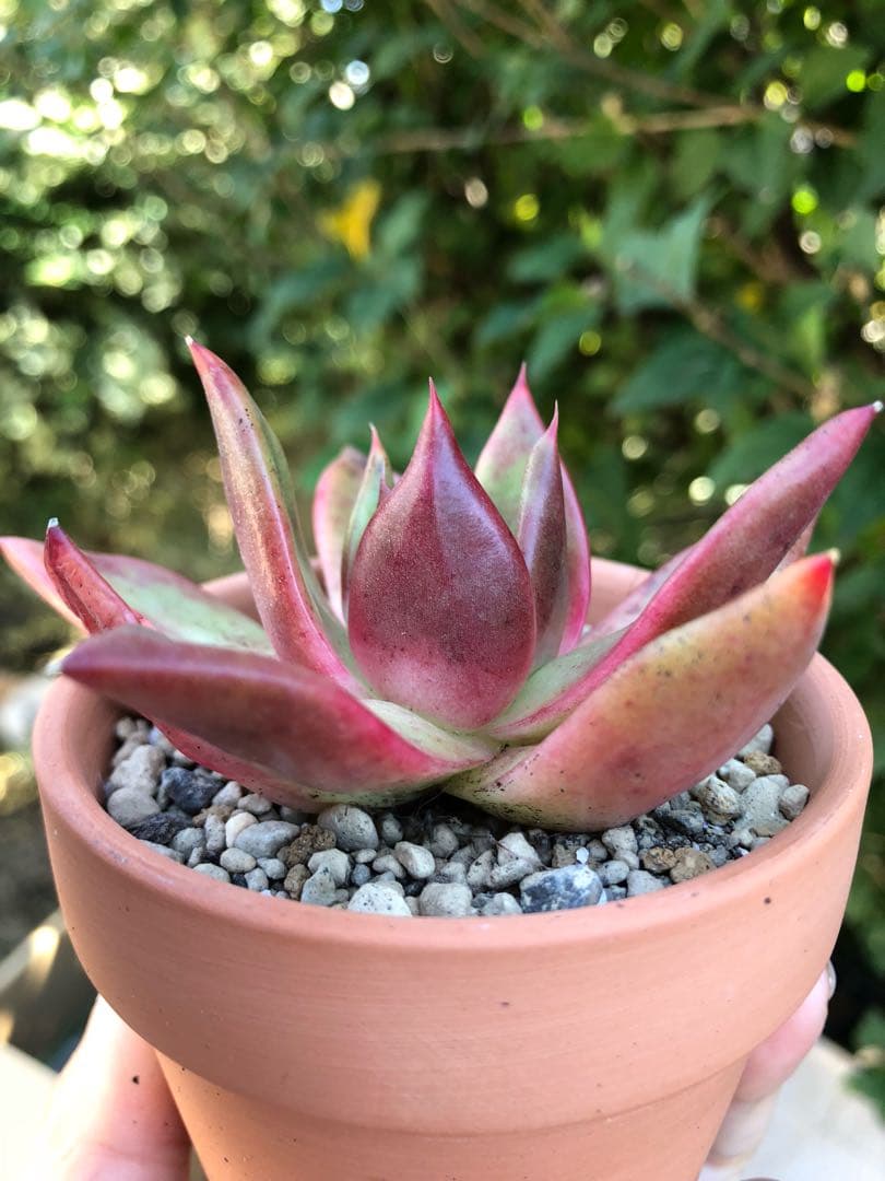 多肉植物 エボニー  抜き苗♡