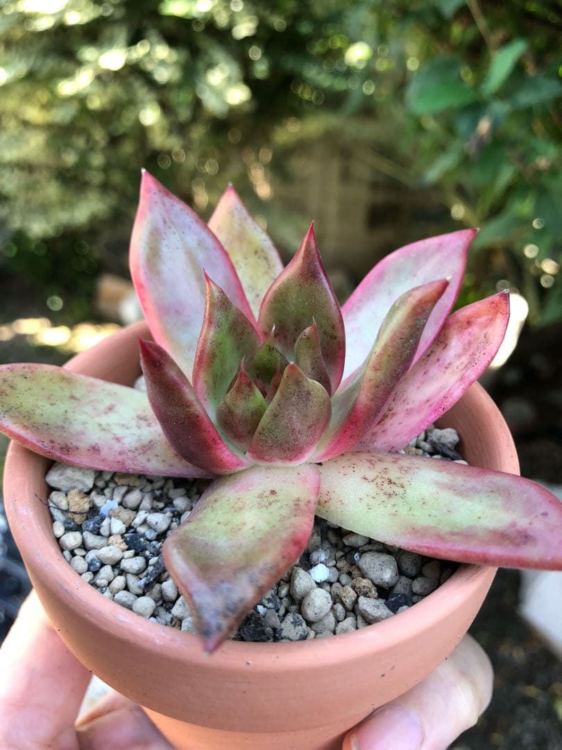 多肉植物 エボニー  抜き苗♡