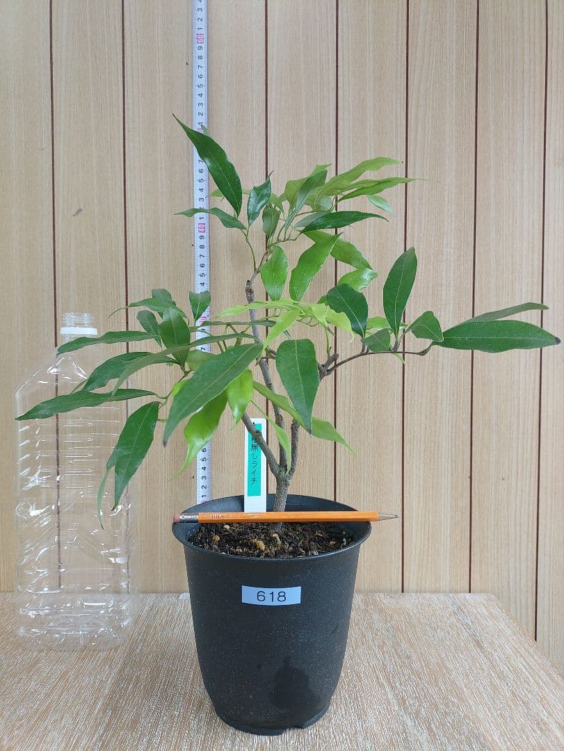 種無しライチ取り木苗　618