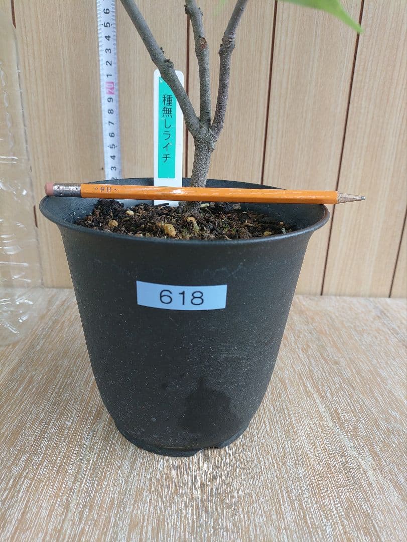 種無しライチ取り木苗　618