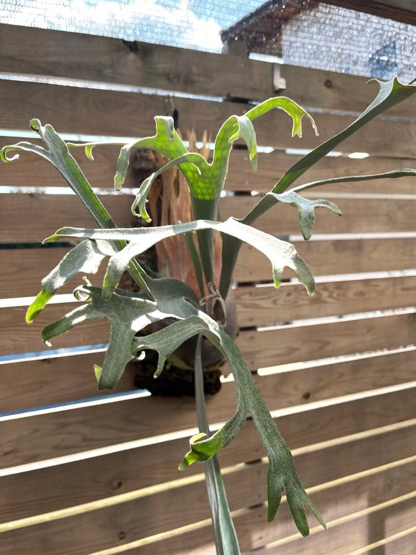 ビカクシダ P.Lion Head OC