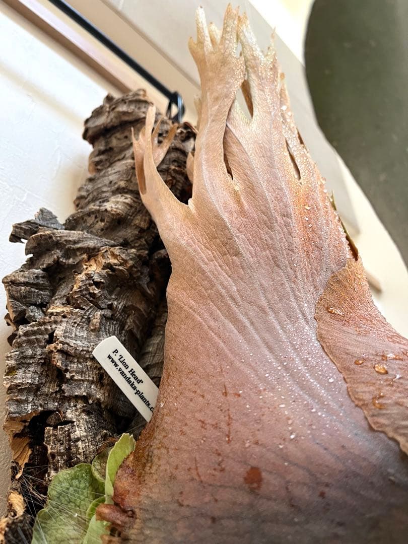 ビカクシダ P.Lion Head OC