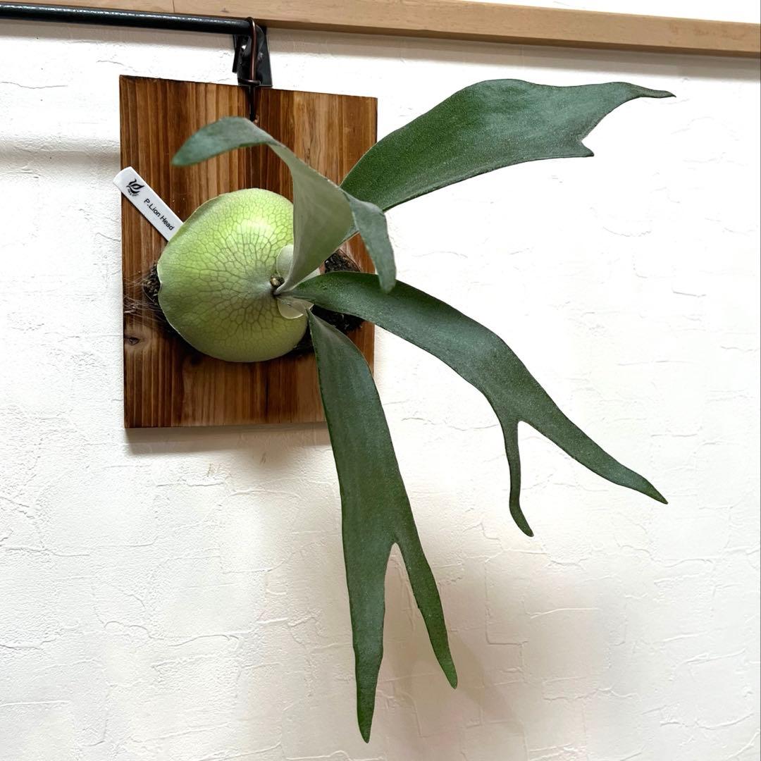 ビカクシダ P.Lion Head OC