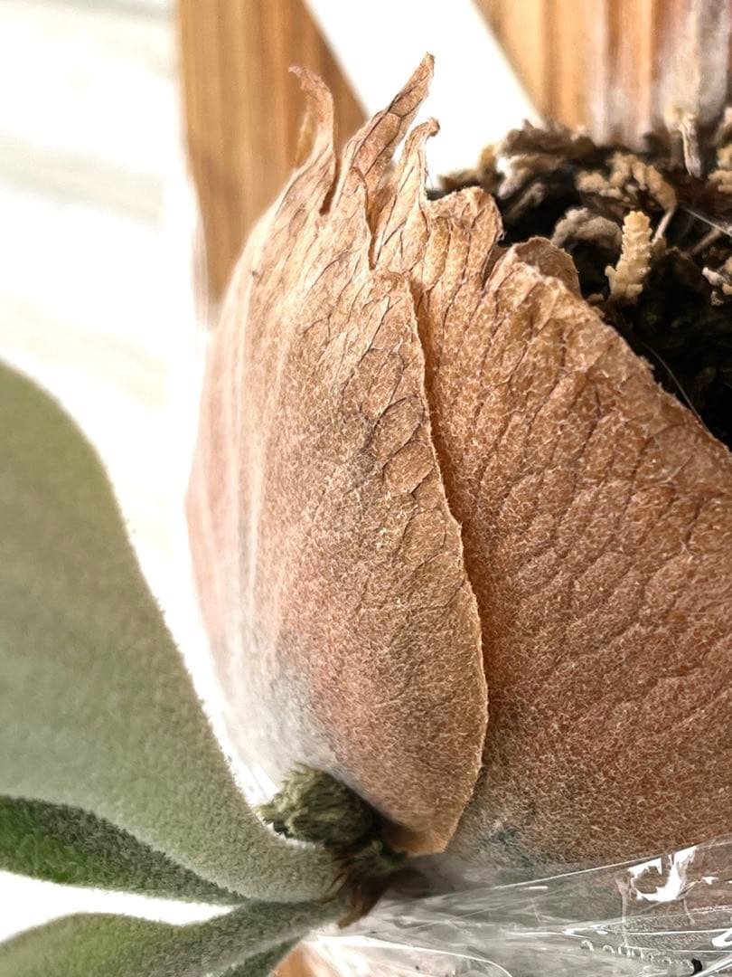 ビカクシダ P.Lion Head OC