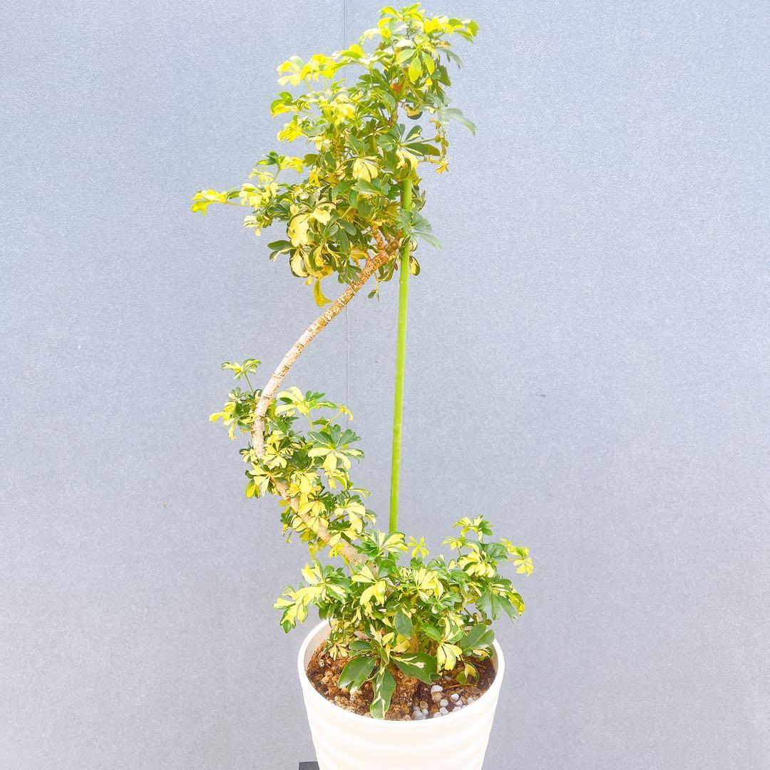 現品　シェフレラ　ジェニーネ　観葉植物　斑入り　希少　曲がり　インテリアグリーン
