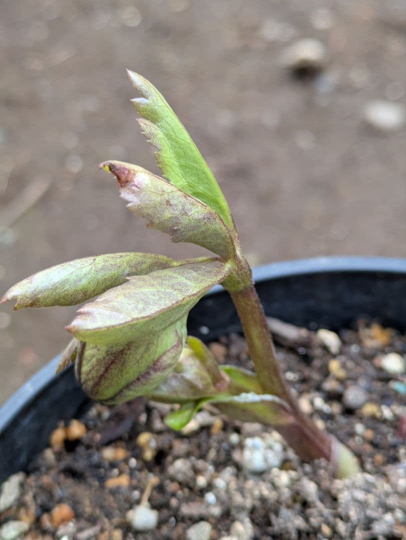 クリスマスローズ グリーンパステリッシュストレイン 株分け苗〈大和園〉