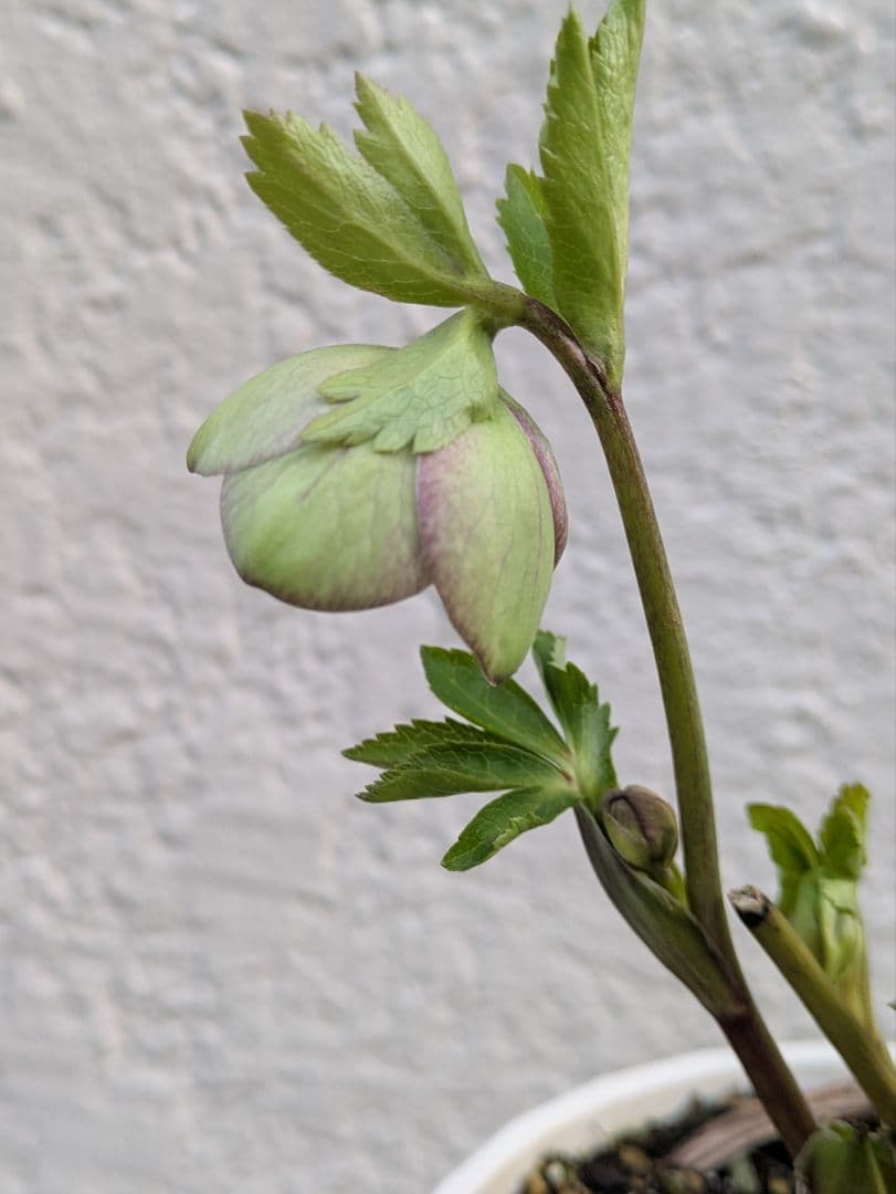 クリスマスローズ グリーンパステリッシュストレイン 株分け苗〈大和園〉